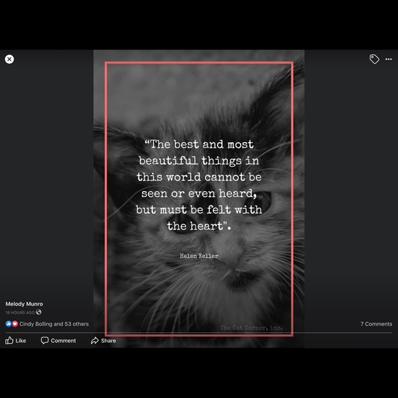 ❤️🐾Please Remember to be kind  ! 🐾❤️ - Picture 2 of 8